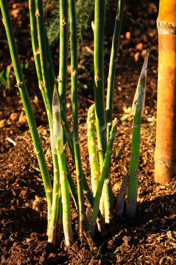 Organicznie Uprawia ziemię asparagus. fotografia stock Organicznie Uprawia ziemię asparagus. fotografia stock