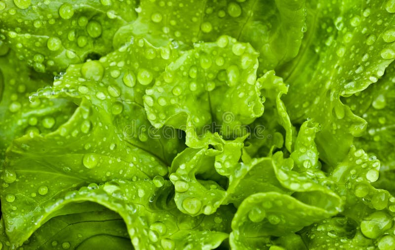 Close up macro shot of fresh organic lettuce. Close up macro shot of fresh organic lettuce