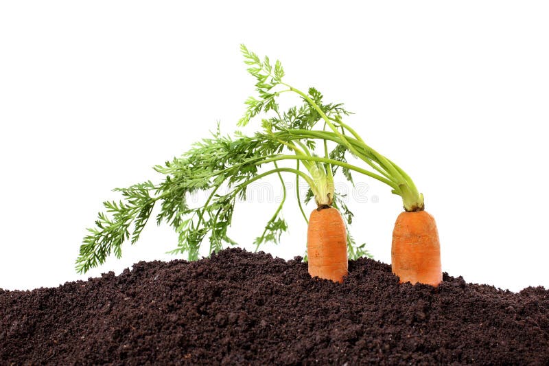 Organic carrots in soil isolated. Organic carrots in soil isolated