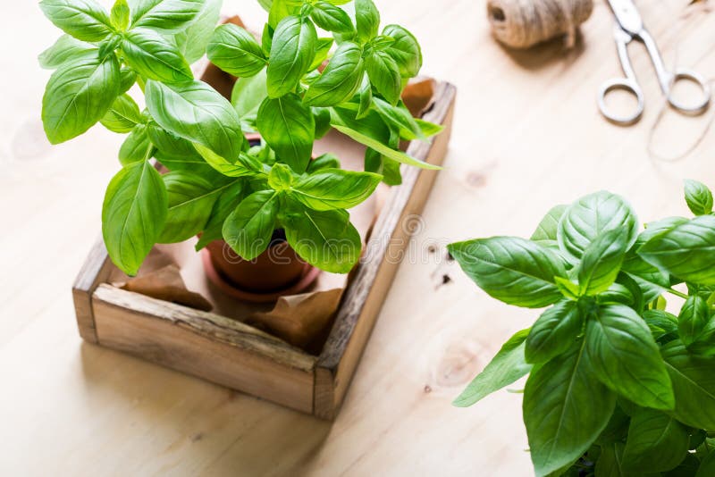 Organische frische Basilikumanlage im Topf, im Garten arbeitendes Haus, Pflanzenpflege lizenzfreie stockfotos Organische frische Basilikumanlage im Topf, im Garten arbeitendes Haus, Pflanzenpflege lizenzfreie stockfotos