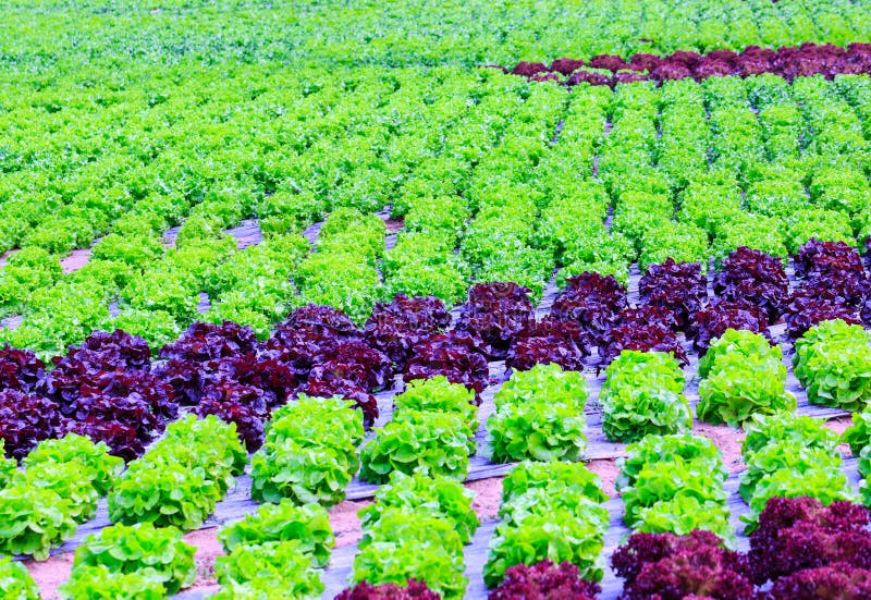 Organische groene van de slainstallaties of salade groentecultuur in r royalty-vrije stock afbeeldingen Organische groene van de slainstallaties of salade groentecultuur in r royalty-vrije stock afbeeldingen