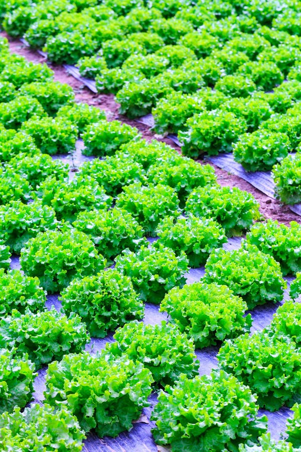 Organische groene van de slainstallaties of salade groentecultuur in r stock fotografie Organische groene van de slainstallaties of salade groentecultuur in r stock fotografie