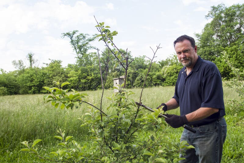 Organische Landbouwer Pruning een Dwergapple-Boom royalty-vrije stock fotografie Organische Landbouwer Pruning een Dwergapple-Boom royalty-vrije stock fotografie