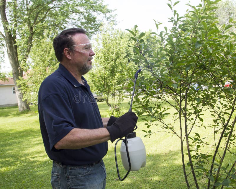 Organische Landbouwer Spraying Cherry Tree With een Organische Nevel royalty-vrije stock afbeeldingen Organische Landbouwer Spraying Cherry Tree With een Organische Nevel royalty-vrije stock afbeeldingen