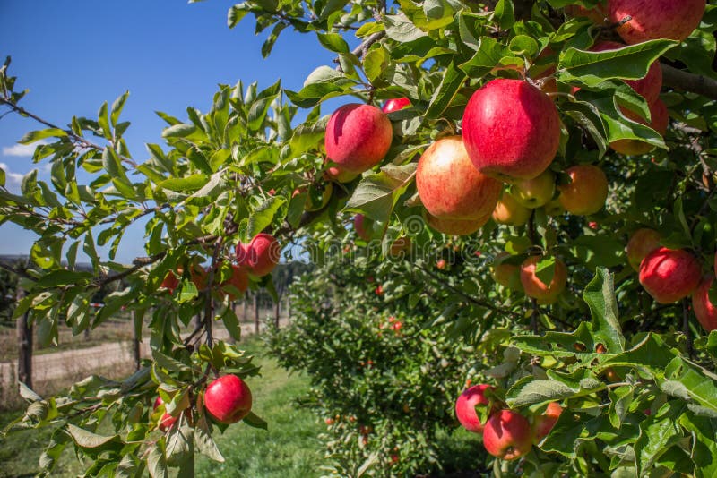Biologische rode appels in een appelboomgaard royalty-vrije stock afbeelding