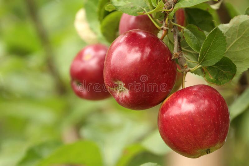 Biologische rode appels aan de tak stock foto