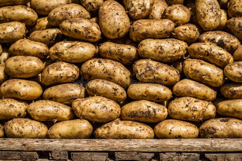 Organische Ruwe Aardappels royalty-vrije stock foto Organische Ruwe Aardappels royalty-vrije stock foto
