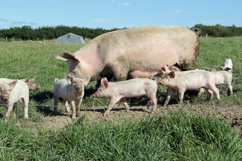 Organische Sau und Ferkel stockfoto Organische Sau und Ferkel stockfoto
