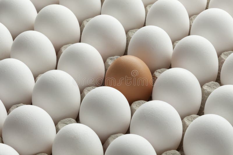 Organische weiße Eier und ein Braun in der Kartonkiste stockbild