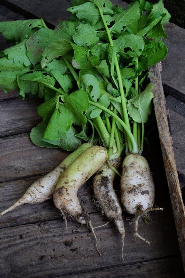 Organische witte radijs daikon op een houten achtergrond Gezond voedsel Hoogste mening stock foto's Organische witte radijs daikon op een houten achtergrond Gezond voedsel Hoogste mening stock foto's