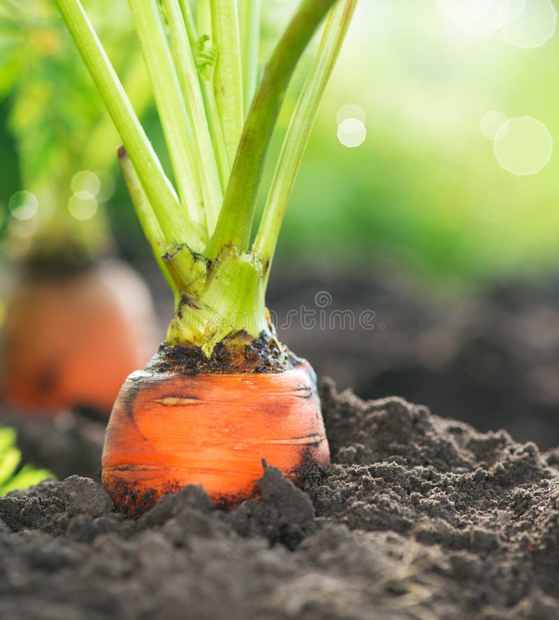 Organic Carrots. Carrot Growing Closeup. Organic Carrots. Carrot Growing Closeup