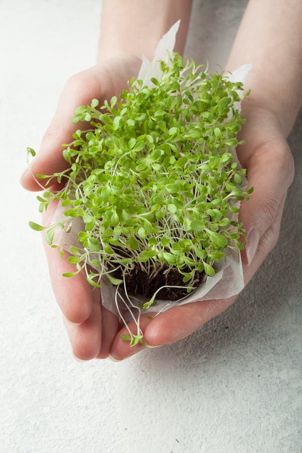 Organischer mikro-grüner Salat in den Händen, Nahaufnahme Das Konzept einer gesunden Diät eines frischen Gartens wächst organisch lizenzfreie stockfotografie Organischer mikro-grüner Salat in den Händen, Nahaufnahme Das Konzept einer gesunden Diät eines frischen Gartens wächst organisch lizenzfreie stockfotografie