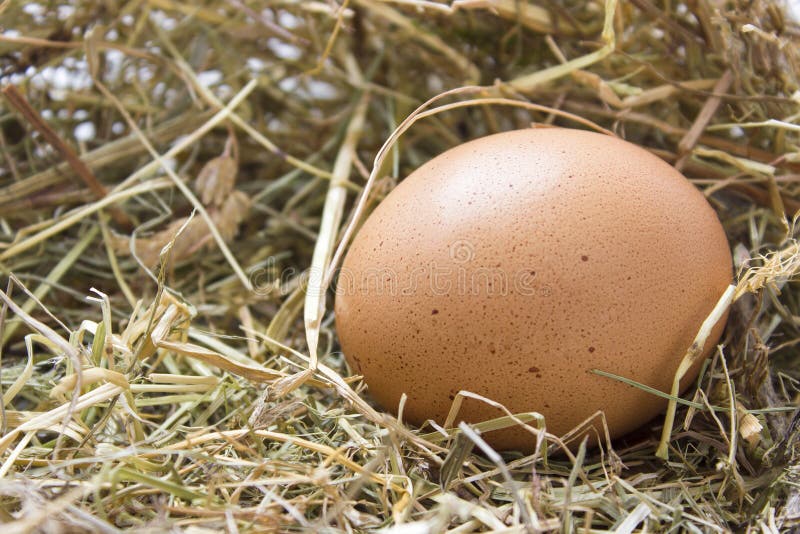 Organisches braunes Ei in einem Nest des Heus stockbild Organisches braunes Ei in einem Nest des Heus stockbild