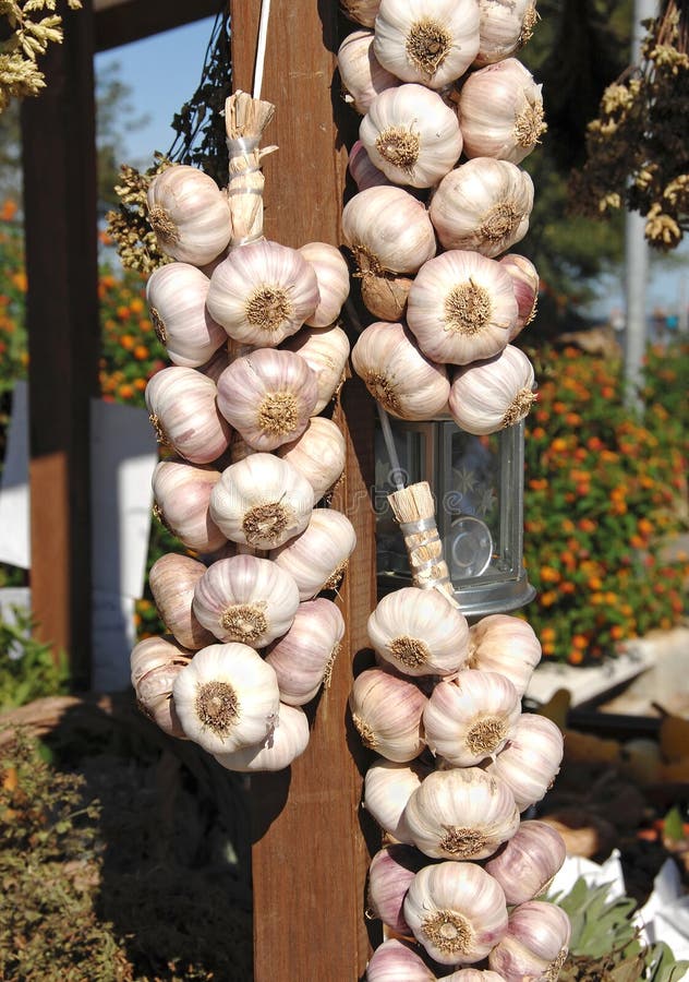 Färsk ekologisk vitlök arkivfoto