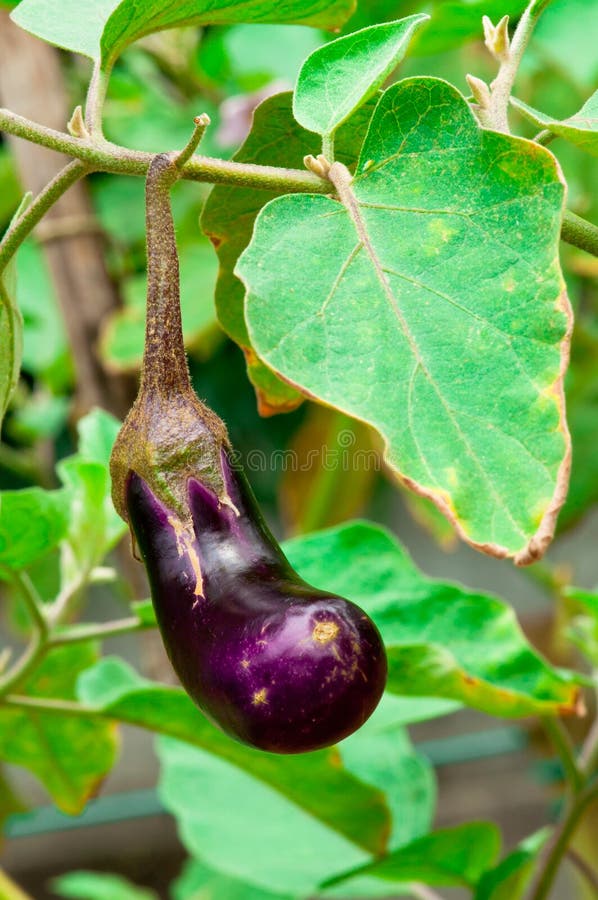 Organisk purple för aubergine