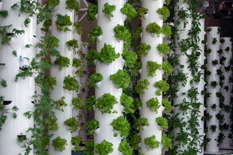 Organiska Hydroponic örter arkivbild Organiska Hydroponic örter arkivbild