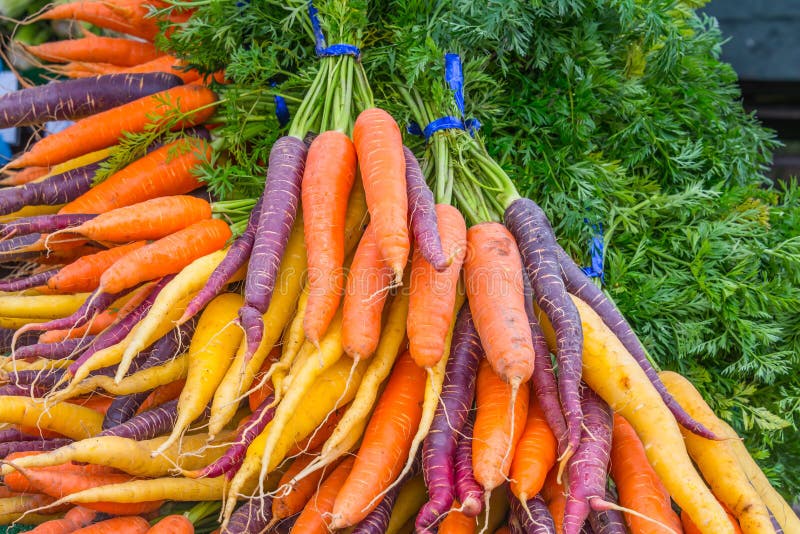 Display of bunches of colorful organic rainbow carrots. Copy space. Display of bunches of colorful organic rainbow carrots. Copy space.