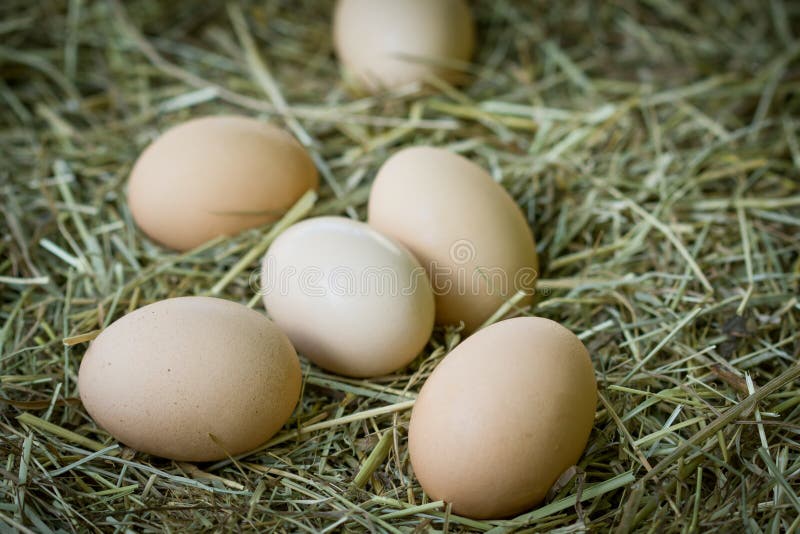 Organic eggs are present in all types of food. Organic eggs are present in all types of food