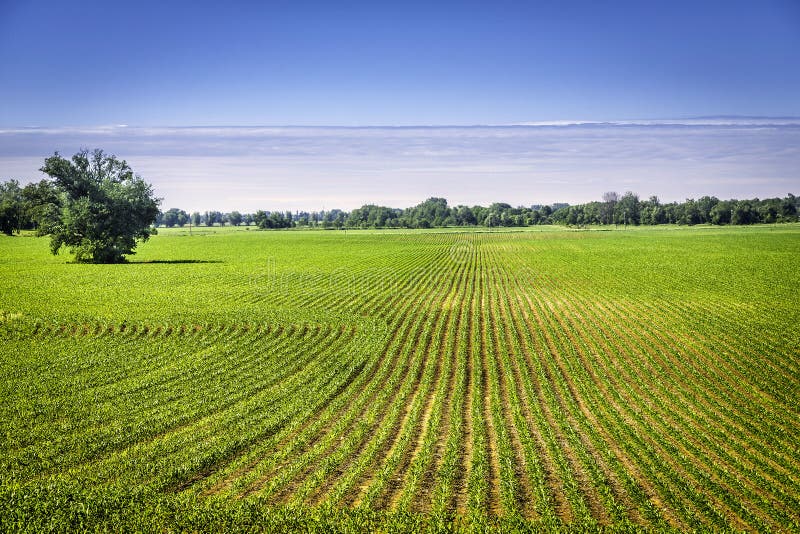 Organic farm land with green rows. Organic farm land with green rows