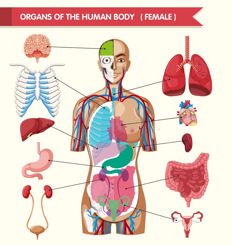 Body Parts Diagram Male / Free Printable Human Body Diagram for Kids