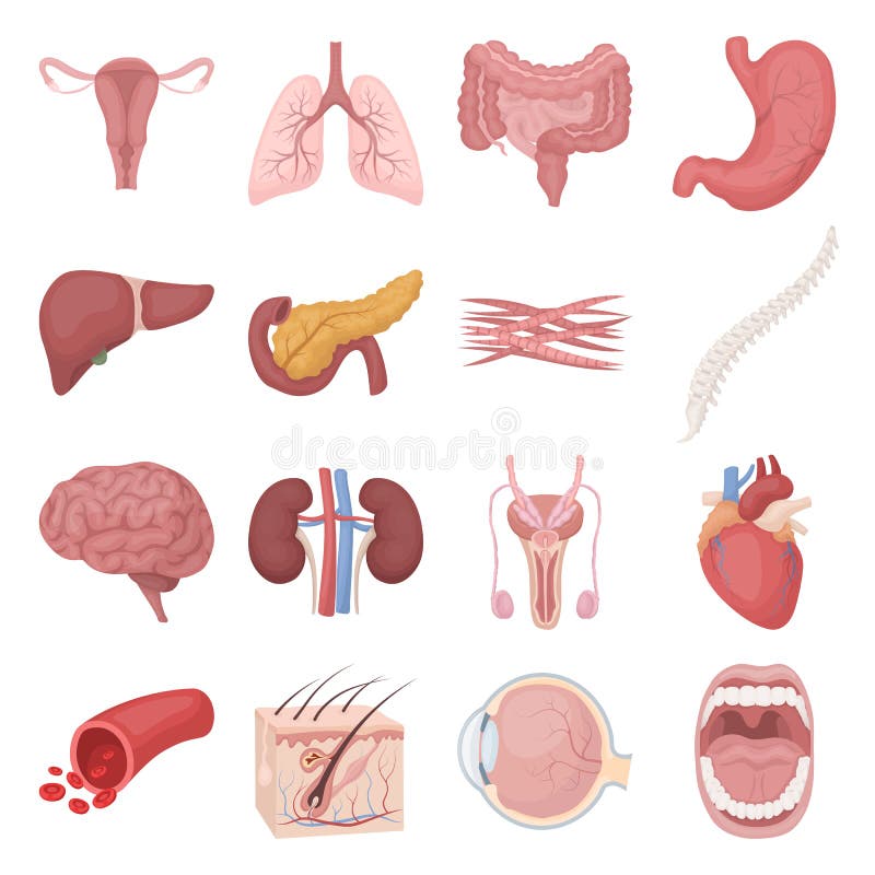 Organs Set Icons in Cartoon Style. Big Collection of Organs Vector ...