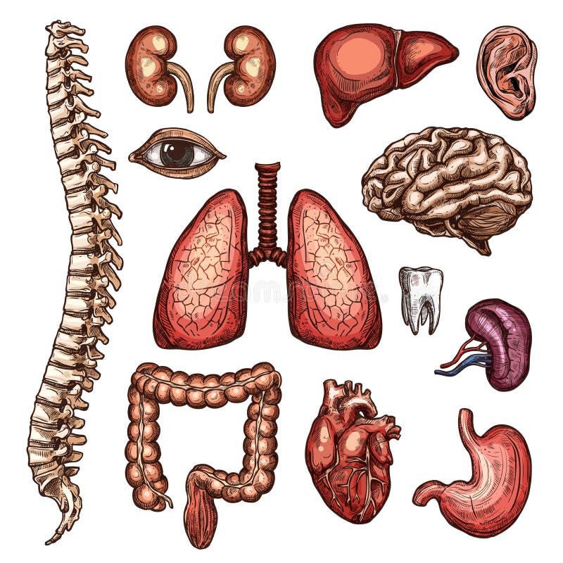 Organu, kości i części ciała nakreślenie ludzka anatomia, ilustracja wektor Organu, kości i części ciała nakreślenie ludzka anatomia, ilustracja wektor
