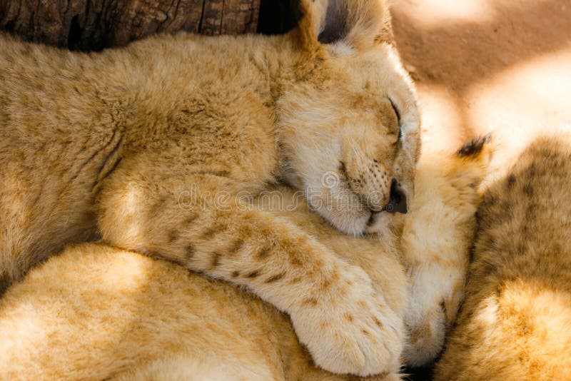Orgoglio di sonno dei cubs di leone