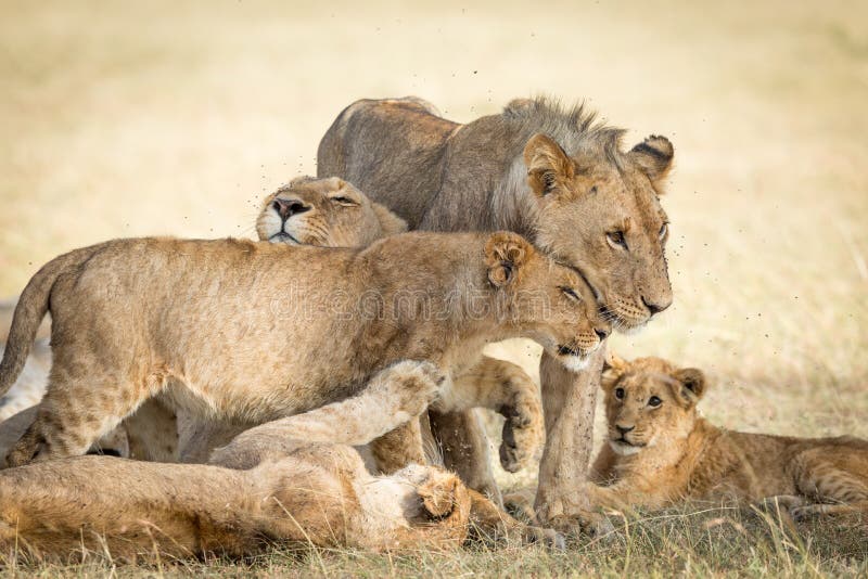 Orgullo del león se saluda mutuamente y unión mostrando afecto en masai mara kenya