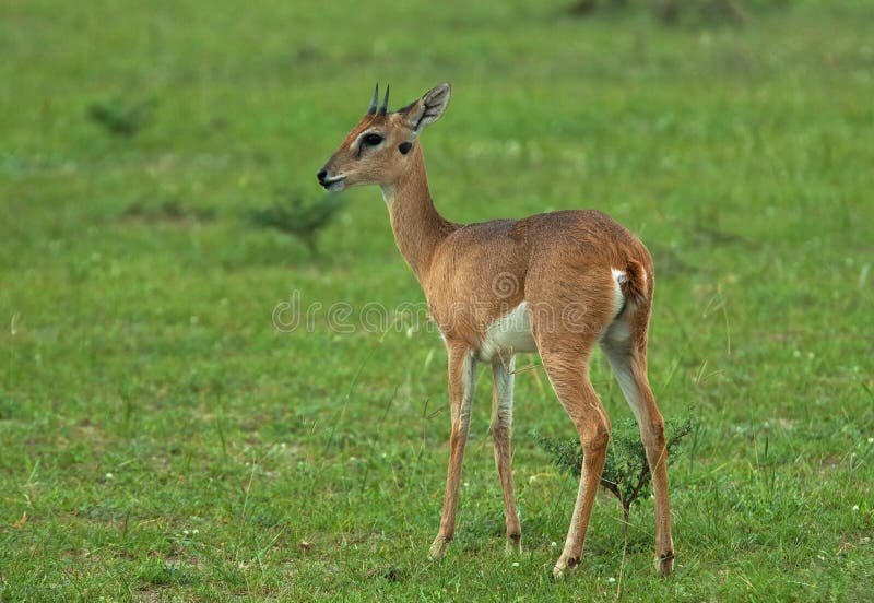 Oribi Oribi, Ourebia ourebi royaltyfri bild Oribi Oribi, Ourebia ourebi royaltyfri bild