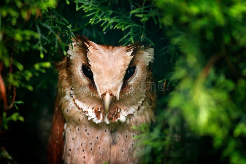 Oriental Bay-owl, Phodilus badius, little owl in the nature habitat, sitting on the green spruce tree branch, forest in the backgr