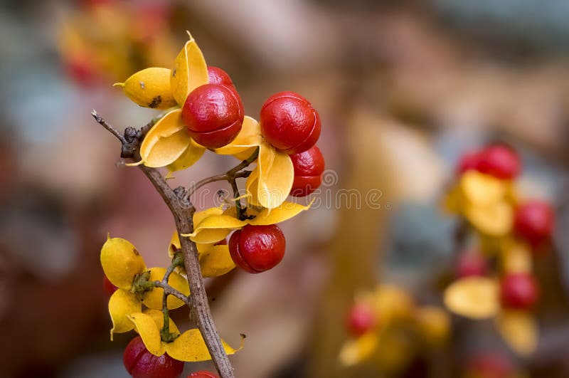 Oriental Bittersweet