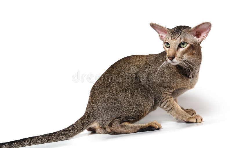 Oriental cat stock photo. Image of striped, tail, charming 3663054