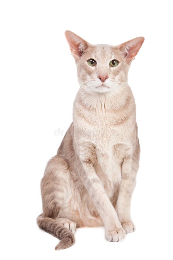 Oriental cat sitting on white