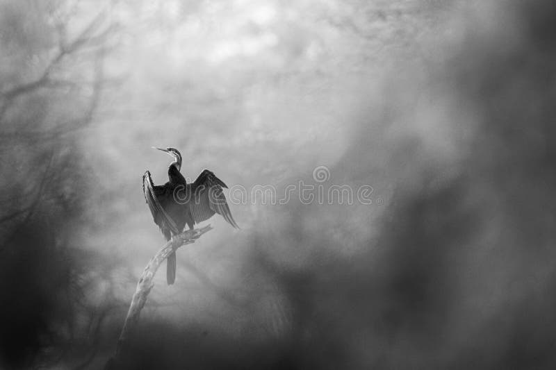Oriental darter or Indian darter or snakebird bird portrait in black and white at keoladeo national park or bird sanctuary stock photography Oriental darter or Indian darter or snakebird bird portrait in black and white at keoladeo national park or bird sanctuary stock photography