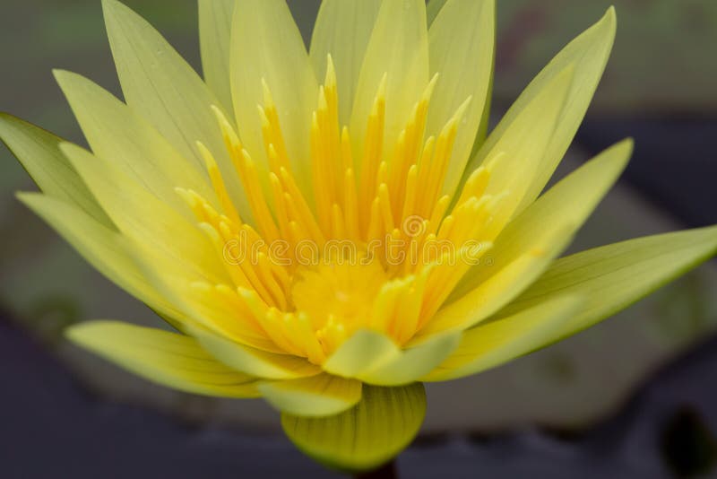  Oriental  Flora  For Enlightening Stock Image Image of 