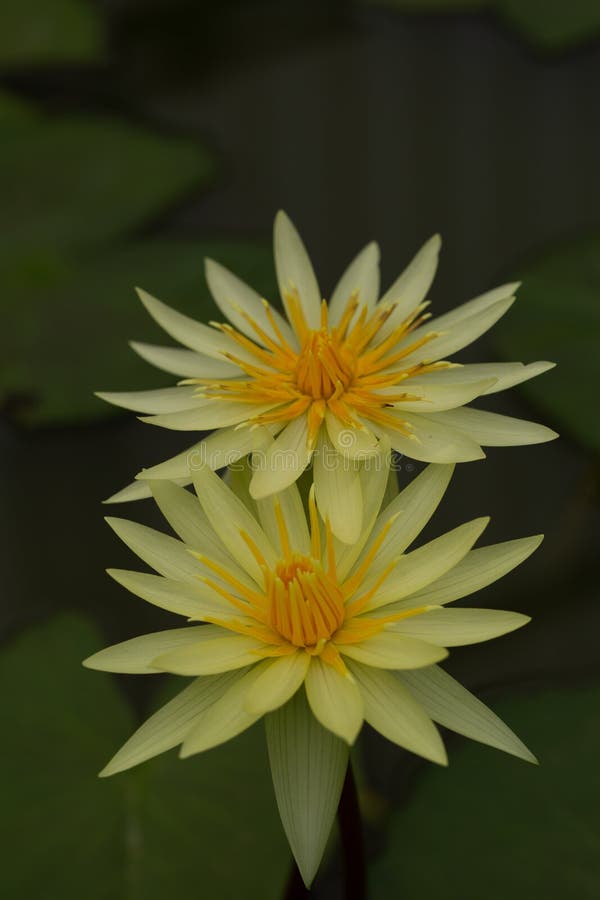  Oriental  Flora  For Enlightening Stock Photo Image of 