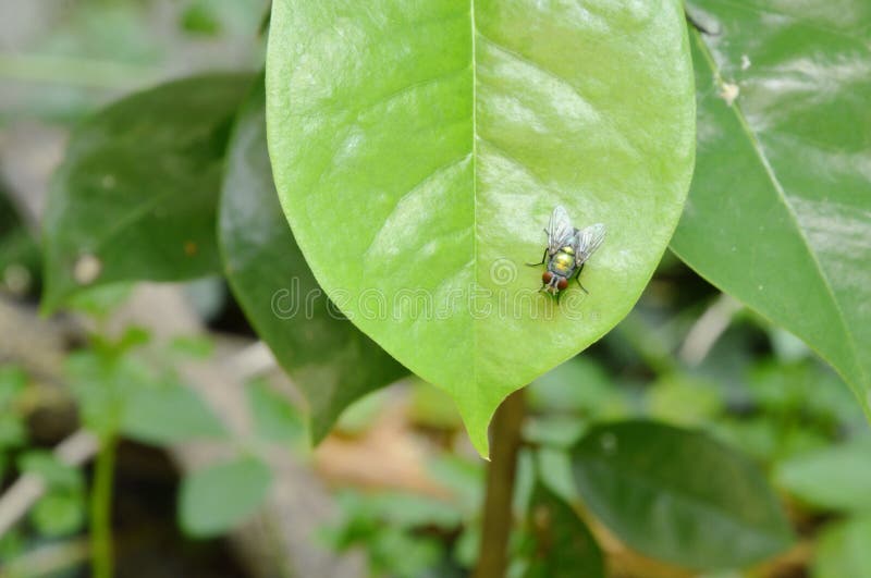 Oriental Fruit Fly Hanging on Leaf in Garden Stock Photo Image of