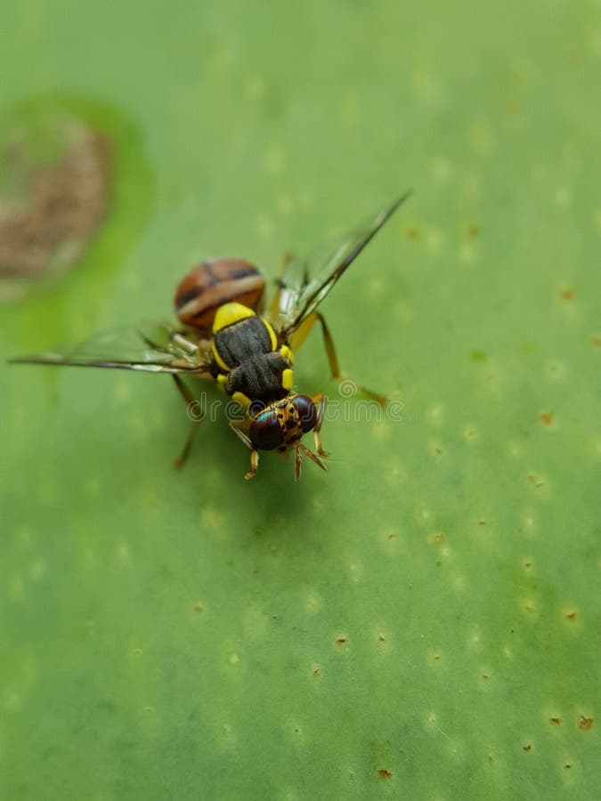 Oriental Fruit Fly Damaged on Mango Fruit. Stock Photo Image of