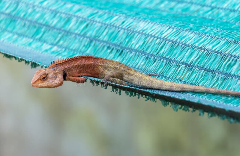 Oriental Garden Lizard or Calotes Versicolor in Tropical Forest Asia on  Green Background, Red-headed Reptile Animals Stock Photo - Image of common,  garden: 139812444