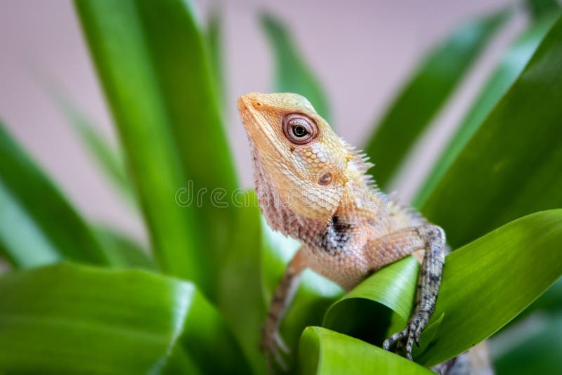 The Oriental Garden Lizard, Eastern Garden Lizard, Bloodsucker or Changeable Lizard Calotes Versicolor Stock Image - Image of changeable, asian: 205875803 The Oriental Garden Lizard, Eastern Garden Lizard, Bloodsucker or Changeable Lizard Calotes Versicolor Stock Image - Image of changeable, asian: 205875803
