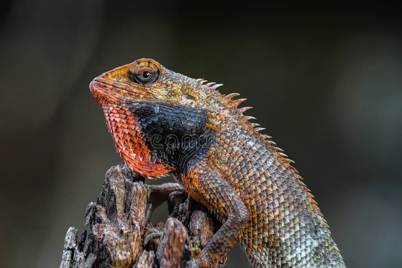 Lizard. Wild Reptile Animals that Can Change Skin Color Stock Image - Image  of garden, change: 166244231
