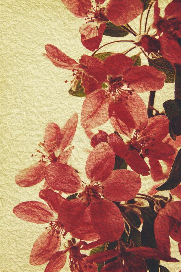 Oriental grungy floral backgrounds stock photo Oriental grungy floral backgrounds stock photo