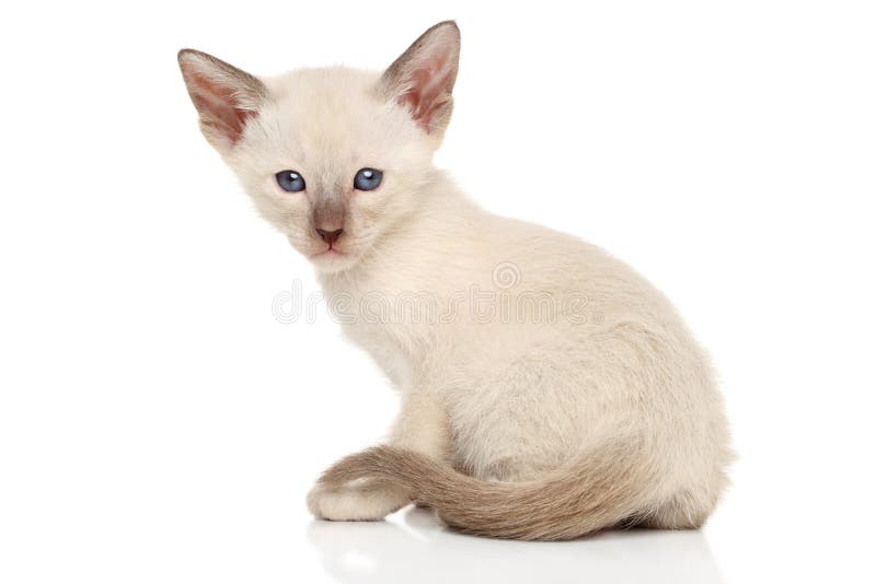 Oriental kittens stock image. Image of animals, cinnamon - 63014681