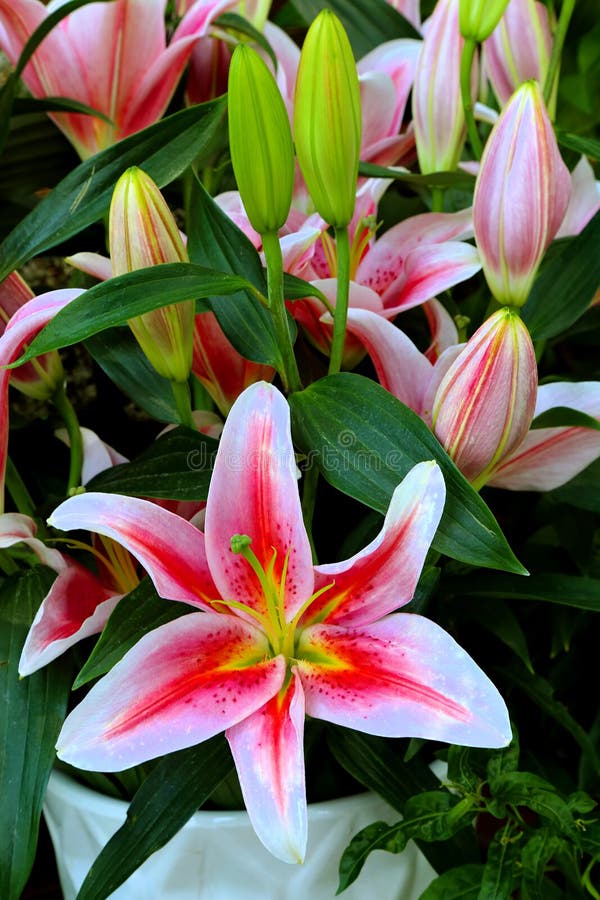 Oriental lily and buds