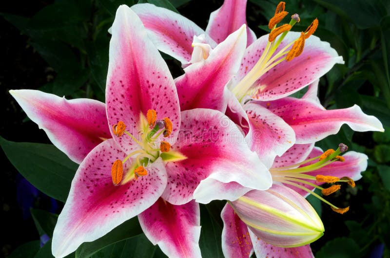 Oriental Lily Closeup in Full Bloom Stock Image - Image of abstract ...