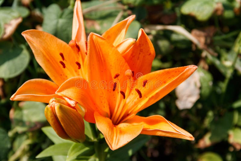 Oriental Lily in Flower Bed in Garden Stock Image Image of botanical