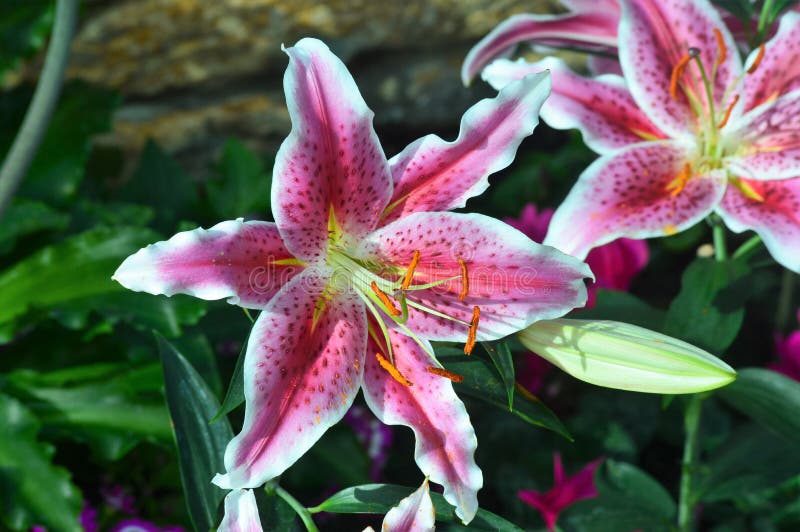 Oriental Lily stock photo. Image of dots, brown, perspective 87555546