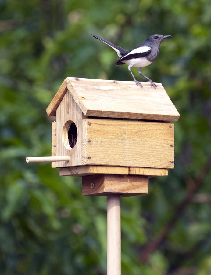 284 Magpie Bird House Stock Photos Free Royalty Free Stock Photos