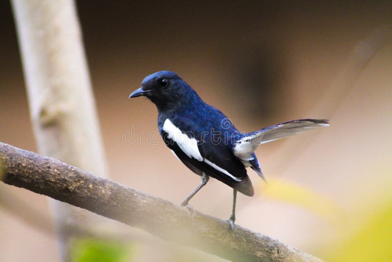 Oriental magpie-robin- The magpie-robins or shamas are medium-sized insectivorous birds in the genus Copsychus.