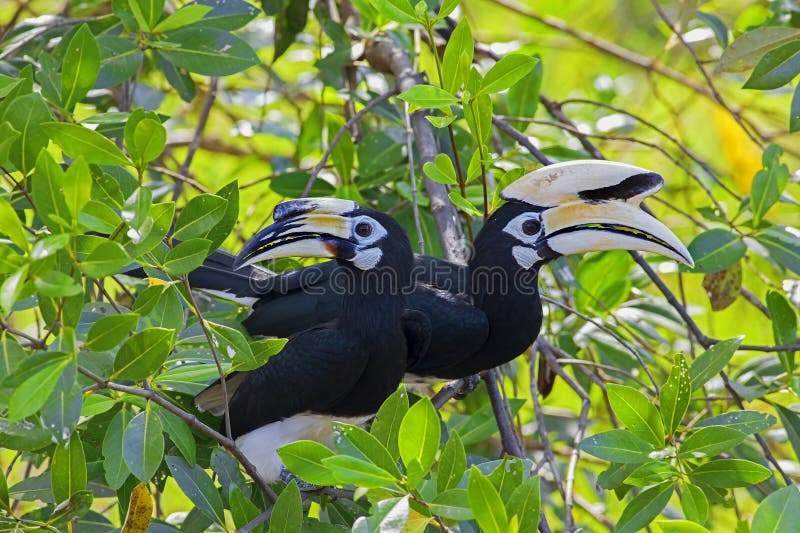 Oriental Pied Hornbill